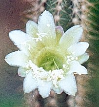 Brasilicereus phaeacanthus