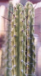 Corryocactus aticensis