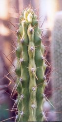 Corryocactus brevestylus