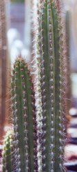 Corryocactus brachypetalus