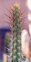Corryocactus krausii