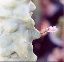 Lophocereus schottii monstrose flower