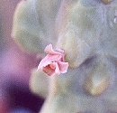 Lophocereus schottii monstrose flower