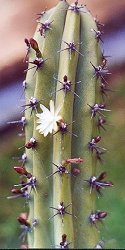 Myrtillocactus areolatus
