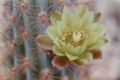 xMyrtgerocactus lindsayi flower open