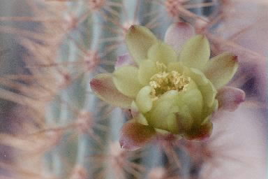 xMyrtgerocactus lindsayi flower opening