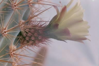 xMyrtgerocactus lindsayi flower side view