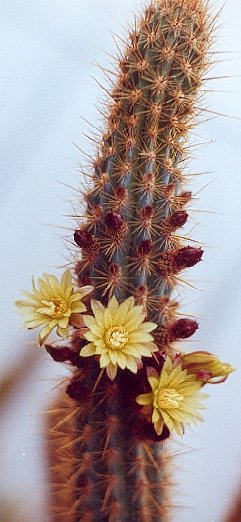 xMyrtgerocactus lindsayi flowers