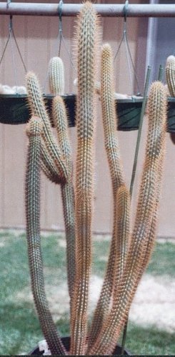xMyrtgerocactus lindsayi cultivated plant