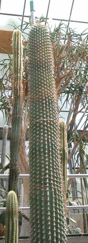 Neobuxbaumia scoparia