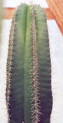 Stenocereus hybrid