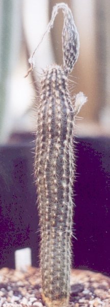 Setiechinopis mirabilis