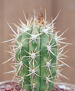 T.chilensis